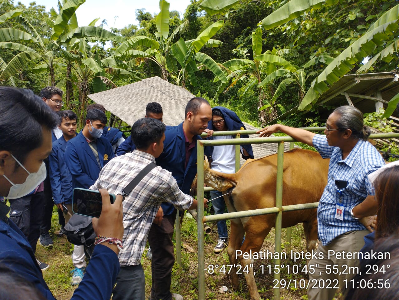 Closing the Animal Science and Technology Training Event, Fapet Unud Organizes Artificial Insemination (IB) Training
