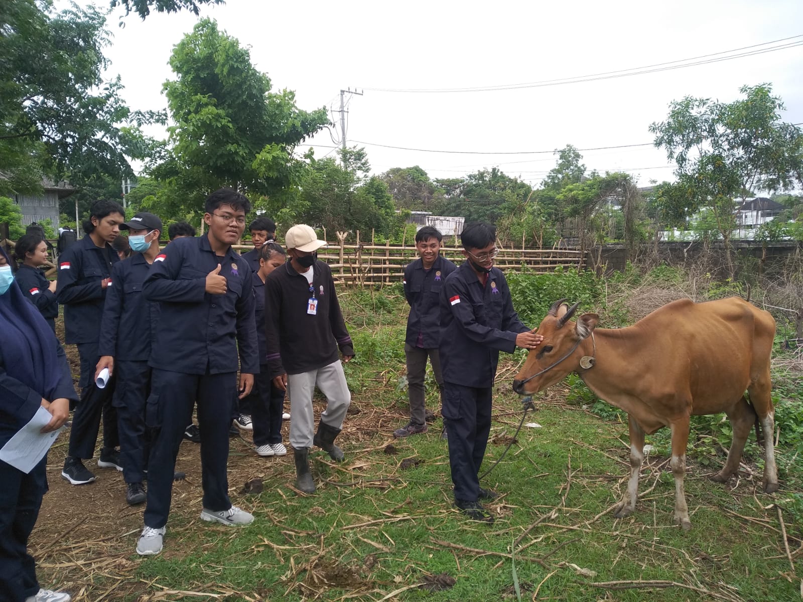 Undergraduate Study Program of Animal Husbandry Faculty of Animal Husbandry of Udayana University Conducts MK Field Practicum. Livestock Inspection Science, Introducing Livestock Approach/Handling Techniques to Students